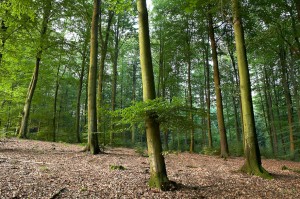 BELGIAN WOOD