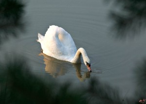 SWAN SWAN