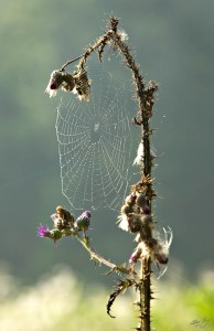 THISTLE & WEB 1 THISTLE & WEB 1