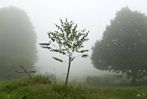 TREE & CROSS 1