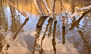 IVY_20090514_5596_PS