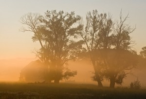 IVY_20090729_7281_PS