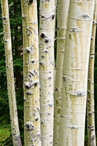 IVY_20090825_1483_PS