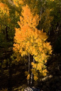 IVY_20090928_2904
