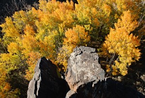 IVY_20090928_2965_RD