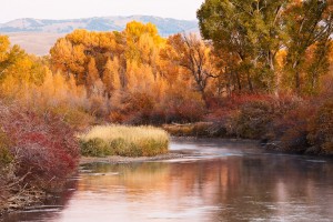 IVY_20091003_0351_RD