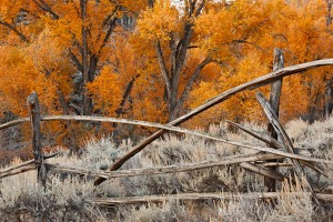 IVY_20091003_0375_RD