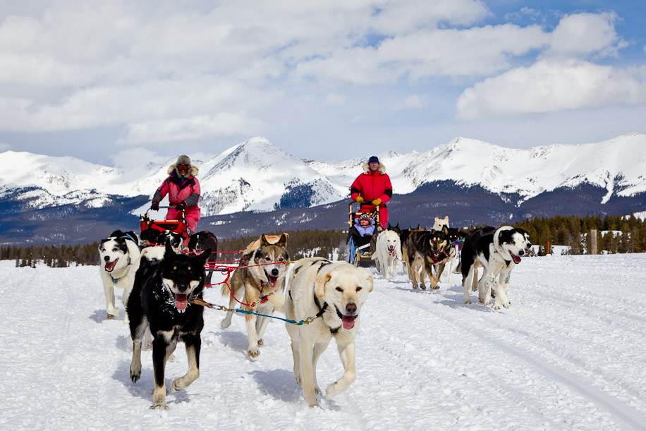 dog sledding colorado