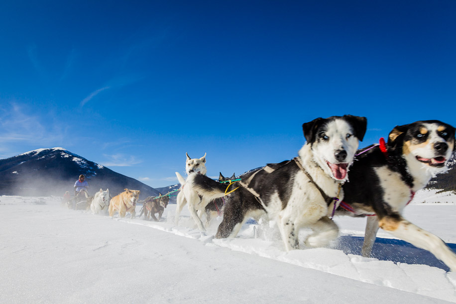 lucky cat dog farm dog sledding team allanivy Lucky Cat Dog Farm 916x611